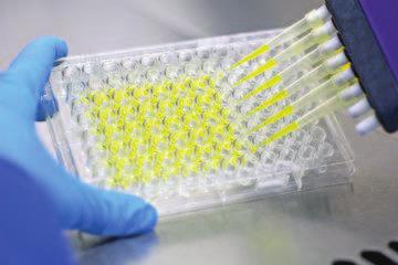 Methods MTT assay Western blot