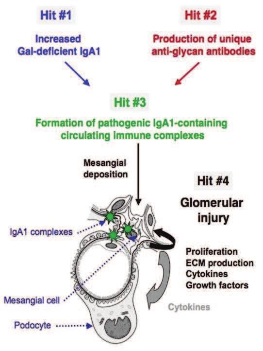 Mechanism of