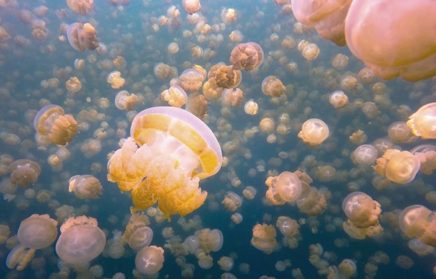 Toto uzavřené jezero zajalo před miliony let i medúzy, které kvůli absenci jiných predátorů ztratily schopnost žahat.
