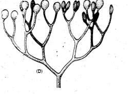 Protracheophyta