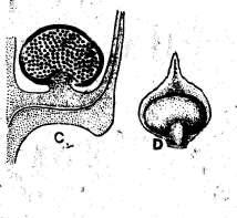 Lycopodiophyta Specifika oproti ostatním skupinám cévnatých jen dichotomické větvení listy jen pravé mikrofyly adaxiální sporangia ležící v paždí sporofylů, otvírající se příčnou štěrbinou centrální