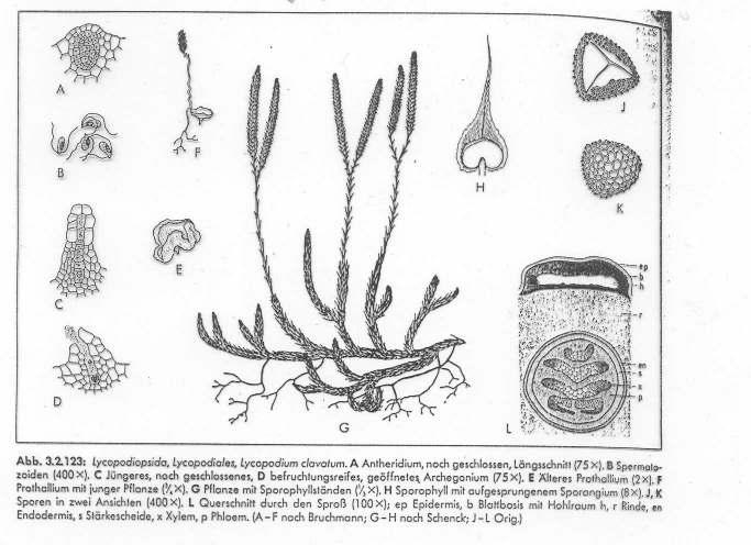 Lycopodiales