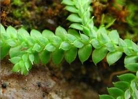 Selaginella denticulata