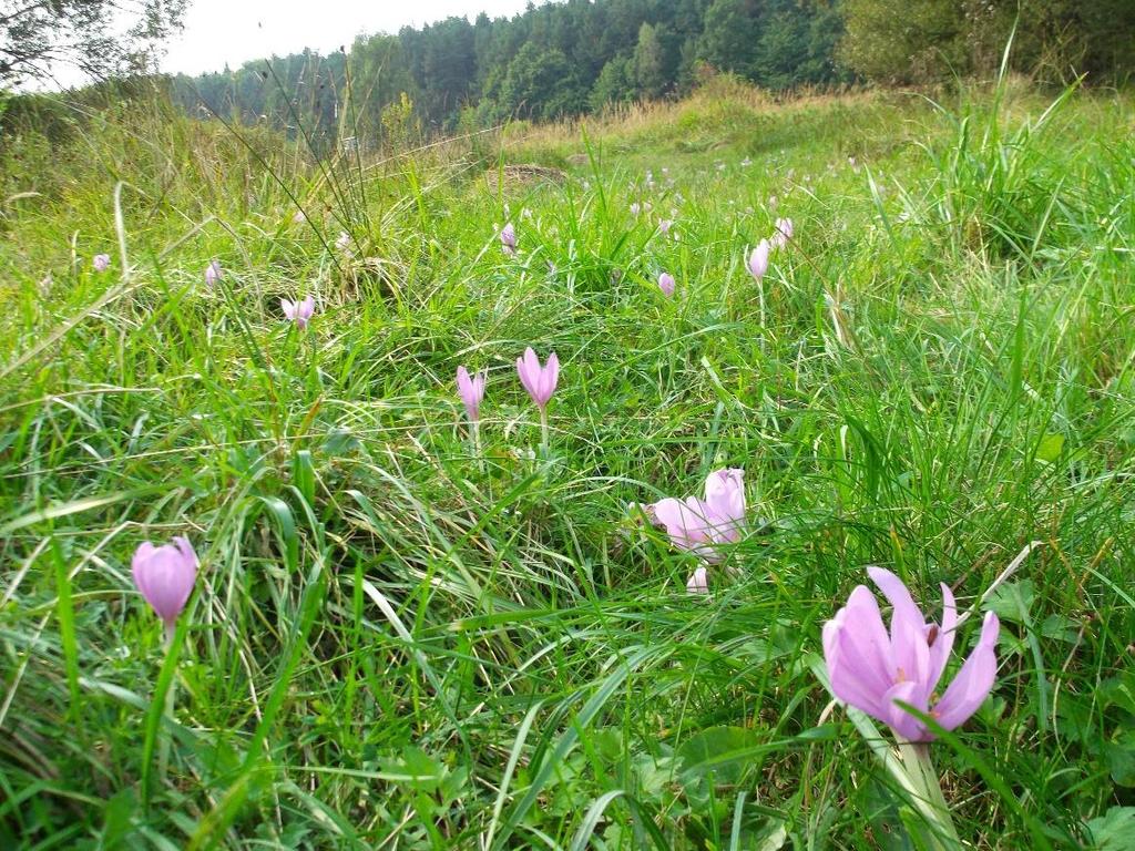 17: Plocha 1 Colchicum