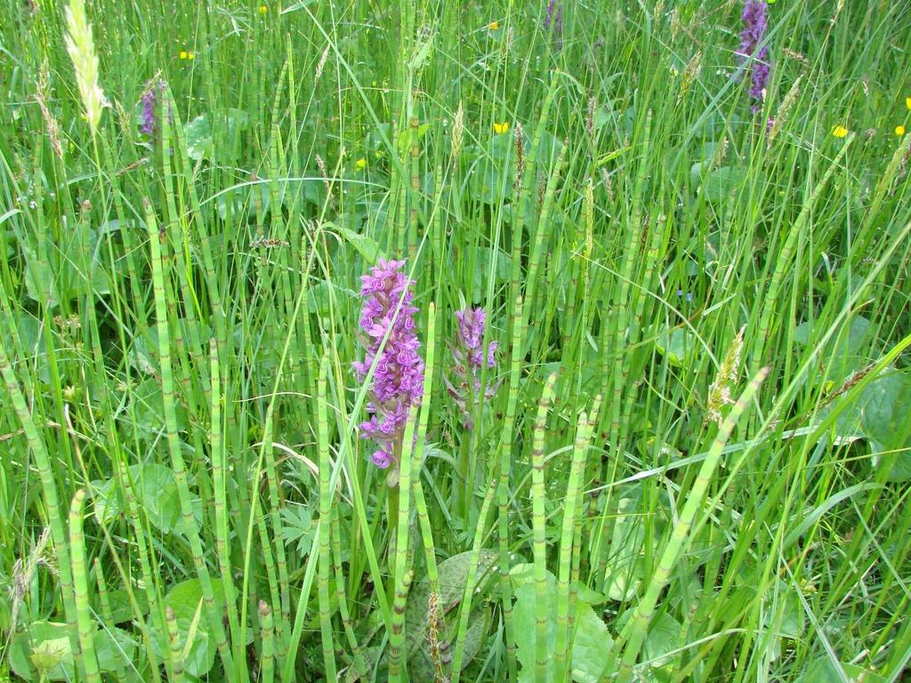 Obr. 19: Dactylorhiza majalis (prstnatec májový) v porostu Equisetum