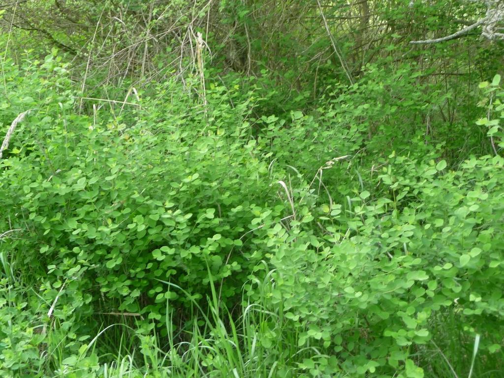 PŘÍLOHA 7: Fotografie invazního Symphoricarpos albus (pámelník bílý).