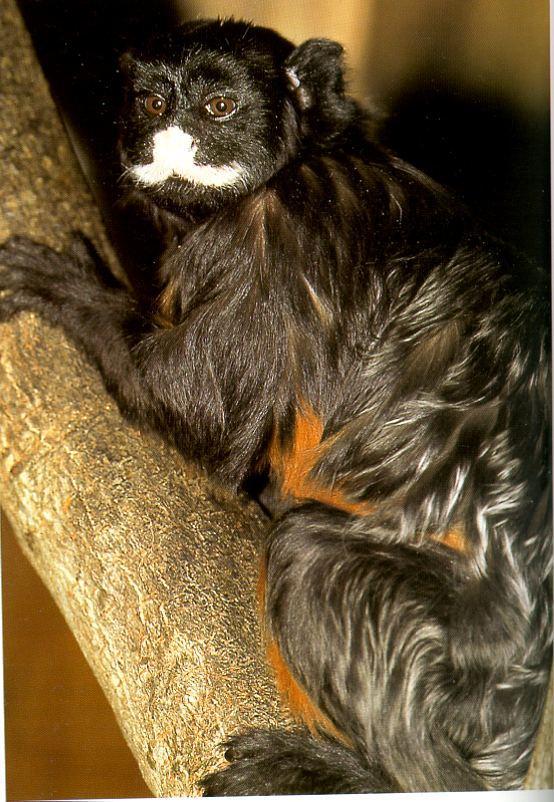 Saguinus mystax