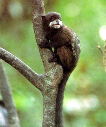 Saguinus nigricollis