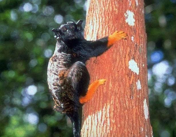 bicolor Tamarín