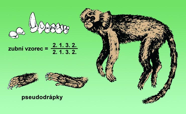 Charakteristika čeledi Callithrichidae Jednoduché moláry 2.1.