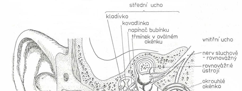 2. FYZIOLOGICKÝ ÚVOD SLYŠENÍ V této kapitole jsem se pokusil nastínit problematiku slyšení z hlediska lidské fyziologie a částečně i fyziky.