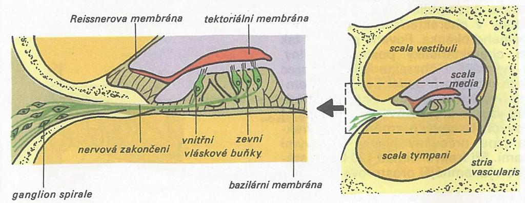 smyslových orgánů. Prvním z nich je ústrojí sloužící pro vnímání polohy těla a pohybů v prostoru, tedy ústrojí rovnovážné (vestibulární).