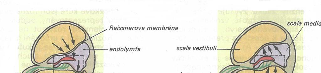 Postupující vlna se šíří vzhůru hlemýžděm, zvyšuje se postupně její amplituda do maxima, a pak rychle zaniká.