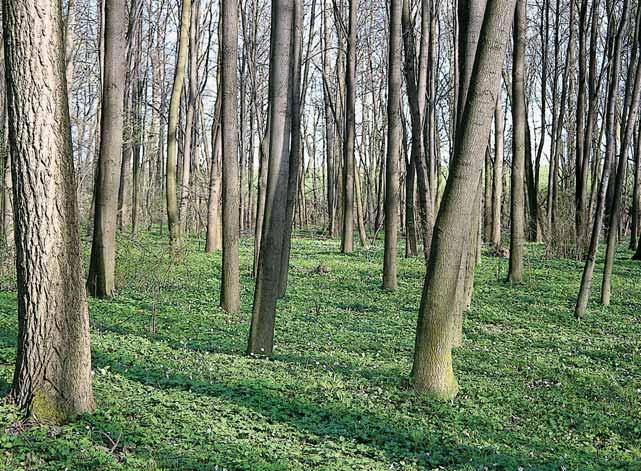 Okres Opava della polyrhiza), laku ník vodní (Batrachium aquatile), rdest svûtl (Potamogeton lucens) a bublinatka jiïní (Utricularia australis).