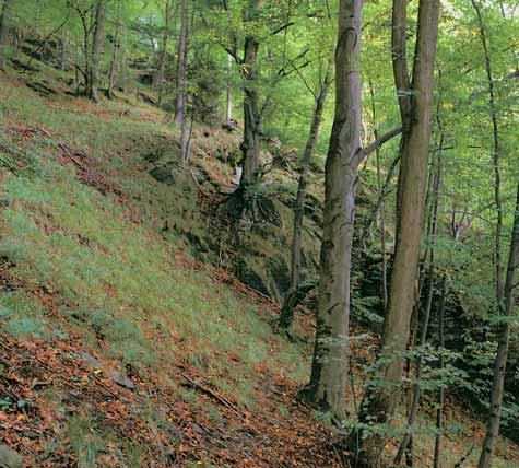 Ostravsko GEOLOGIE rezervace leïí na pfiíkrém levém svahu hluboko zafiíznutého údolí fieky Moravice se zaklesnut mi meandry.