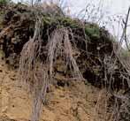 GEOLOGIE Pískovna byla zaloïena v náporové ãelní morénû sálského ledovce. Glacigenní (ledovcové) sedimenty se naz vají tilly (dfiíve souvkové hlíny).