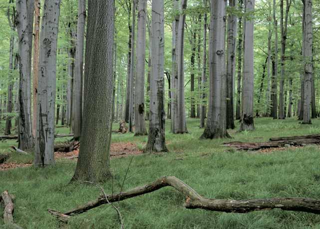 Ostravsko GEOLOGIE Spra e pleistocénního stáfií pokr vají v nûkolikametrové mocnosti celou rozlohu chránûného území. Pod nimi je moïno oãekávat relikty fluvioglaciálních tûrkopískov ch sedimentû.