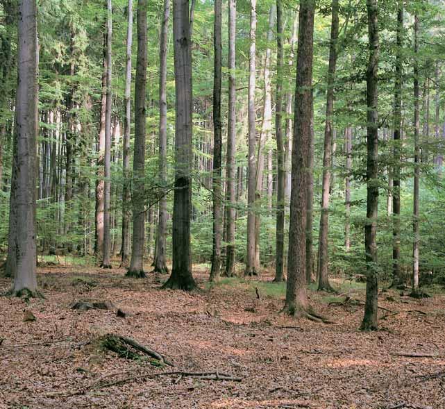 Ostravsko GEOLOGIE rezervace se nachází na holorovinû Nízkého Jeseníku. Skalní podlo- Ïí je v celé rezervaci tvofieno kulmsk mi fly ov mi sedimenty hradecko-kyjovického souvrství s pfievahou drob.