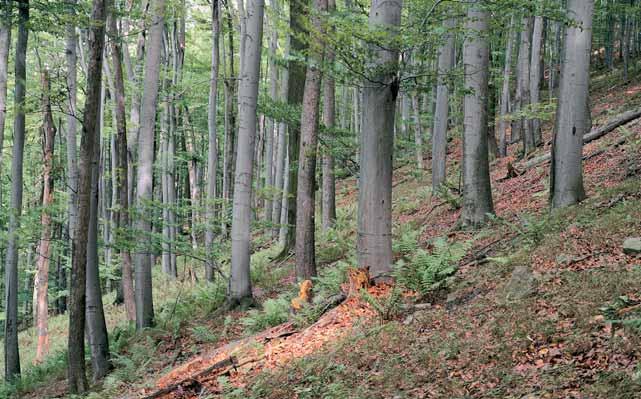 Okres Opava rezervace Valach Zachovalé pfiirozené buãiny v údolí fieky Moravice asi 3 km v chodnû od obce Radkov v Nízkém Jeseníku.