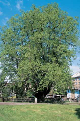 6, u kostela. O: 50 cm, Vs: 5 m, S: 80 let. 3. Dub letní, k. ú. De tné, p. ã. 9/, na levém bfiehu potoka tekoucího na severní stranû zalesnûného kopce Kamenná hora u polní cesty z De tné do Mladecka.
