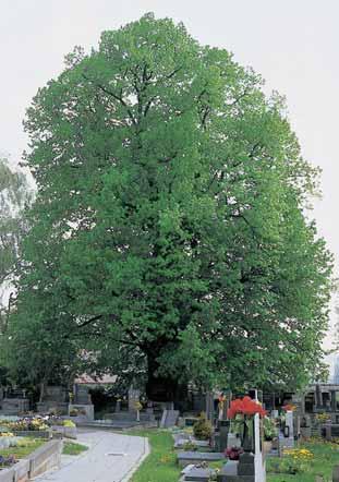 ú. Dobroslavice, p. ã. 04, 0, na ulici Slezské u domu ã. p. 6 za samoobsluhou. O: 575 cm, Vs: 5 m, S: 40 let. 6. Dub letní, Guntramovick dub, k. ú. Guntramovice, p. ã. 73/, asi 500 m severnû od obce na levém bfiehu potoka pod kopcem Vinohrady u polní cesty.