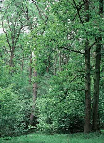 Ostravsko GEOLOGIE Povrch chránûného území je tvofiem pleistocénními spra emi, které pfiekr vají relikty fluvioglaciálních tûrkopískov ch sedimentû. V podloïí leïí svrchnobadenské jíly.