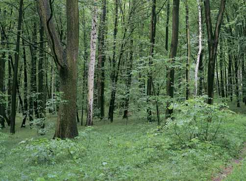 Ostravsko GEOLOGIE Povrch terénu je pokryt pleistocénními spra emi, v jejichï podloïí lze oãekávat vodnûledovcové sedimenty.