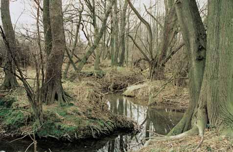 Okres Opava rezervace Hofiina Stfiední ãást údolí potoka Hofiiny s pfiilehl mi loukami po obou stranách silnice Velké Heraltice Brumovice v Nízkém Jeseníku.