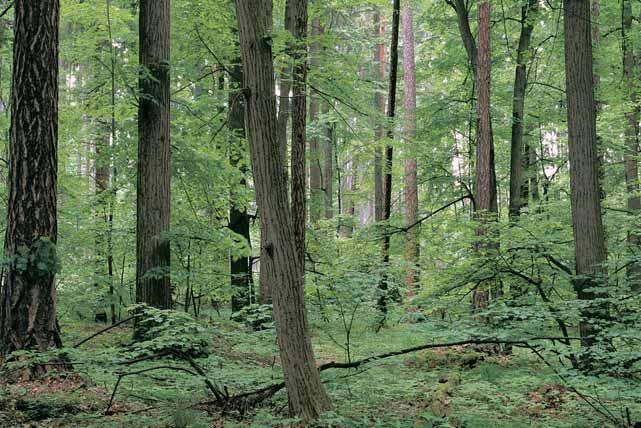 Okres Opava památka HÛrky Lesní porost severoseverov chodnû od obce Malé Heraltice, cca 500 m severnû od stejnojmenného vrcholu (HÛrky 466,6 m n. m.) v Nízkém Jeseníku.