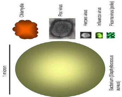 Velikost virů: 20 nm