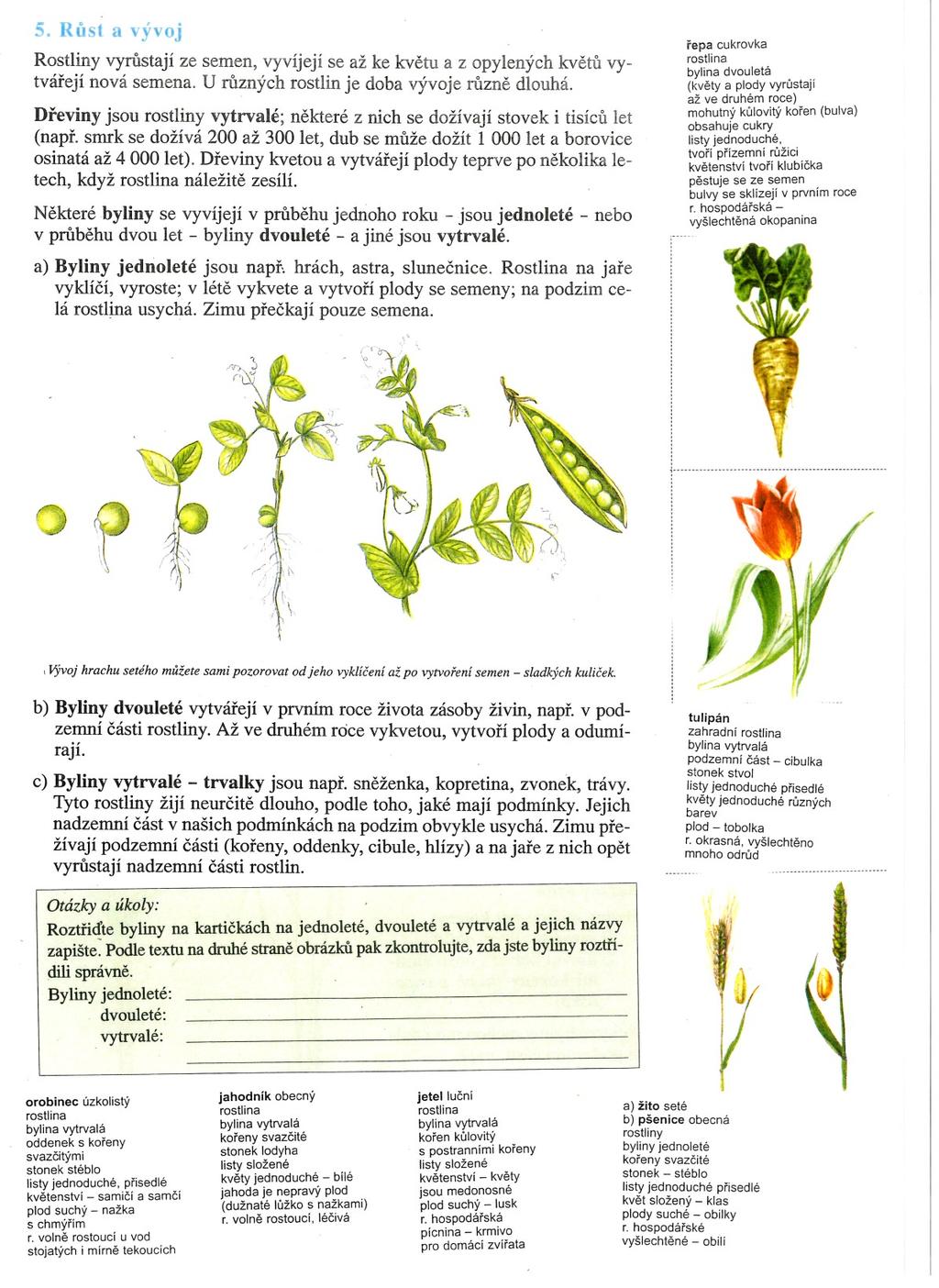 na svém obrázku, rozhodnou, zda se jedná o rostlinu jednoletou nebo vytrvalou a obrázek položí pod správný podnadpis.