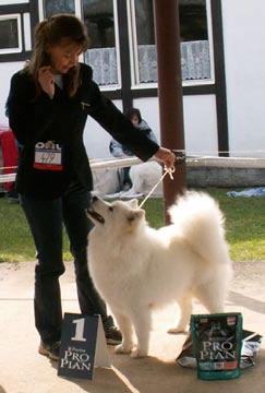 Klubová výstava Samojed klubu: 7. 4.