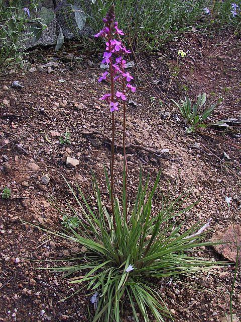 Stylidium schoenoides http://www.