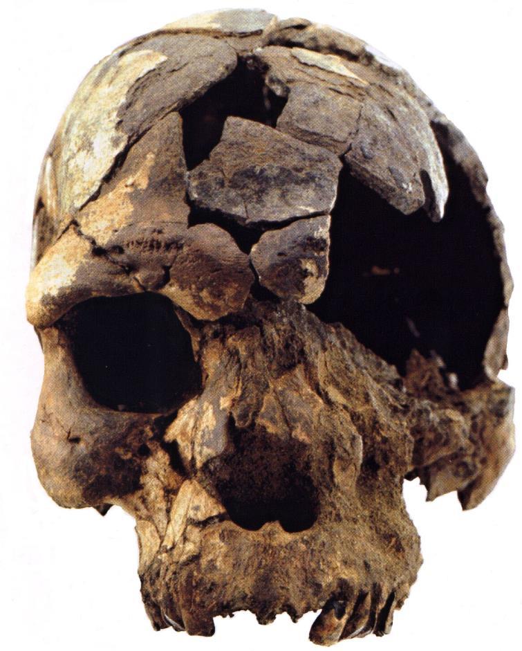anatomicky moderního člověka, který by svým vzhledem ani dnes mezi námi nebudil pozornost. Pozornost však budilo stáří lebky 160 000 let.