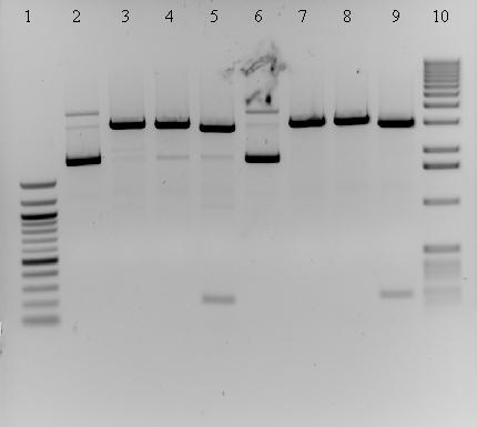 3054 bp 2036 bp 1636 bp 200 bp Obr. 8 Gen NcPIb v pgem-t test plazmidů restrikcí. Jamky: 1. 100 bp Quick load DNA Ladder, 2. neštěpený pgem-t+ncpib (první kolonie), 3.