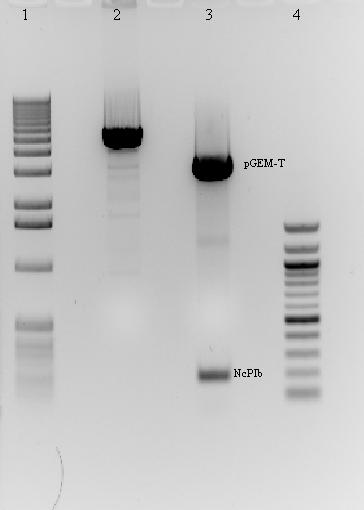 4.2 Připojení genu NcPIb k regulačním sekvencím rbcs1 Nejdříve došlo k vyštěpení genu NcPIb z pgem-t plazmidu pomocí restrikčních enzymů BamHI a NotI. Následně také k rozštěpení ImpactVector1.