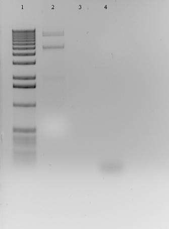 5090 bp Obr. 10 Ligace NcPIb do plazmidu ImpactVector1.3. Jamky: 1. 1kb DNA ladder, 2. směs po ligaci (NcPIb +ImpactVector1.3), 4. PCR - nulová kontrola Na agarózovém gelu (obr.