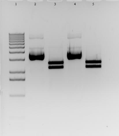 4072 bp 3054 bp 2036 bp Obr. 11 Kontrolní restrikce plazmidů ImpactVector1.3 s vloženým genem NcPIb z kolonií 1 a 2. Jamky: 1. 1kb DNA ladder, 2. neštěpený plazmid z kolonie 1, 3.