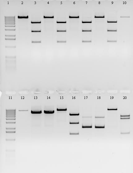 10180 bp 6108 bp 3054 bp 1636 bp 1018 bp 8144 bp 4072 bp 1636 bp Obr. 13 Kontrolní restrikce plazmidů pwell16. Jamky: 1. 1kb DNA ladder, 2. plazmid č. 1 štěpený EcoRI, 3. plazmid č. 1 štěpený HindIII, 4.