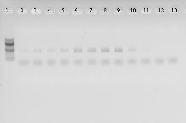 Dále byla provedena optimalizace annealingu primerů pro oblast promotoruterminátoru ImpactVector1.3 pomocí gradientové PCR reakce, protože reakční podmínky pro PCR s primery I.V. F/R se nejevili optimální.