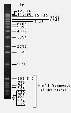 Obr. 4 Velikostní marker 1k bp Ladder Na gelu můžeme vidět v druhé jamce štěpený plazmid pwell11b enzymem ClaI. Toto štěpení se provádělo pro linearizaci plazmidu.