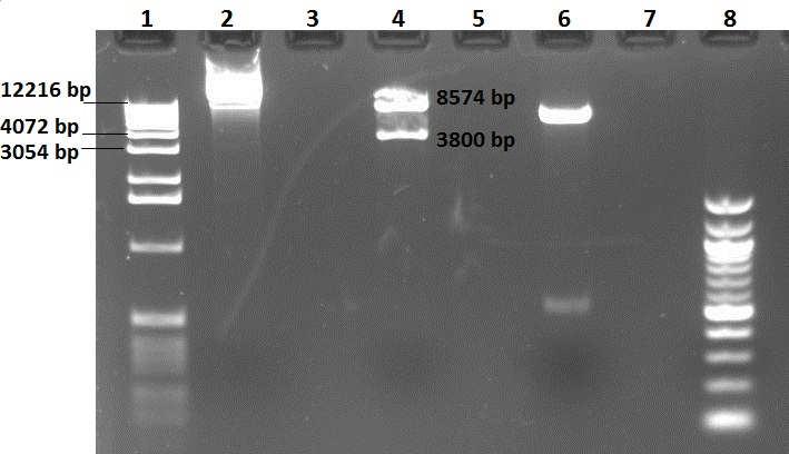 Obr. 9 Restrikce plazmidu pwell14 restrikčními enzymy NotI a ClaI Výsledkem restrikce plazmidu pwell14 restrikčním enzymem NotI měly být dva fragmenty, jeden o velikosti 8574 bp a druhý o velikosti