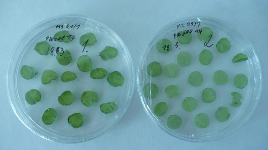 Namnožená bakteriální kultura A. tumefaciens nesoucí plazmid pwell14b v tekutém LB médiu bez antibiotik, byla použita k transformaci 38 listových disků tabáku virginského.