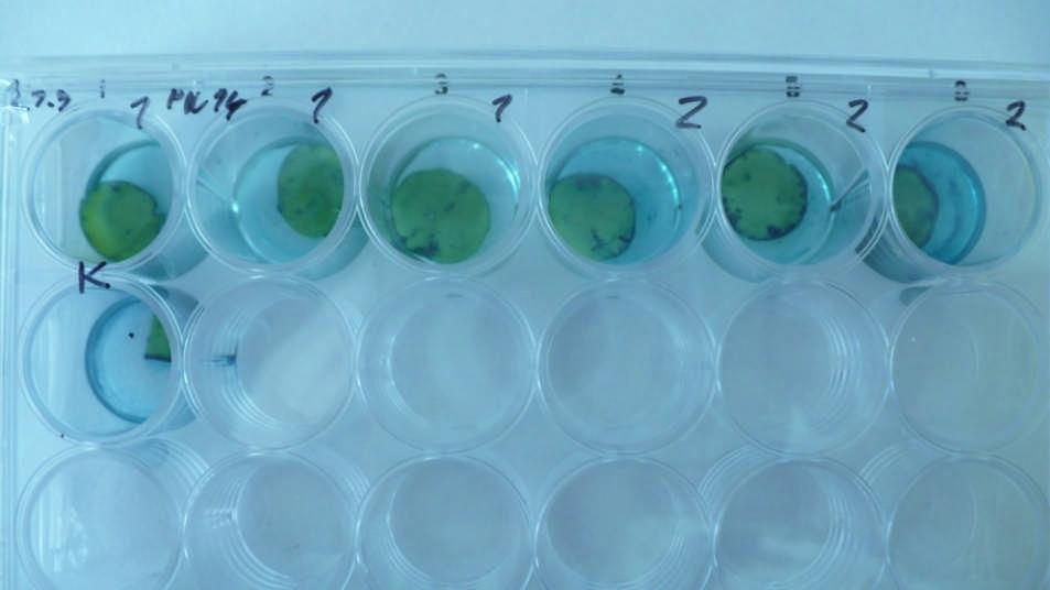 tumefaciens nesoucí plazmid pwell14b Po třech dnech byly disky pasážovány na médium s antibiotikem augmentin a byl proveden histochemický GUS test s třemi listovými disky, náhodně vybranými z každé z