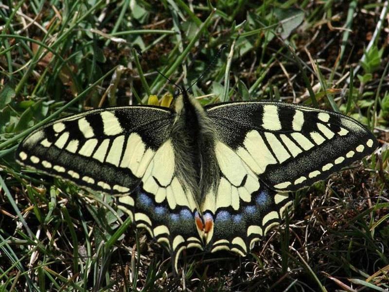 5.2 CHARAKTERISTIKA ZJIŠTĚNÝCH ČELEDÍ A DRUHŮ 5.2.1 Otakárkovití (Papilionidae) Zpracováno podle IMES (1992) a NOVÁK & SEVERA (2005). Patří mezi nejznámější čeledi motýlů.