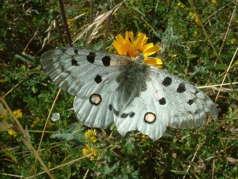 Jasoň červenooký (Parnassius apollo) Zpracováno podle ZAHRADNÍK & SEVERA (1997) a LOHMANN (2006). Na mnohých místech uţ tento druh vymřel, ale na jiných místech je silně ohroţen.