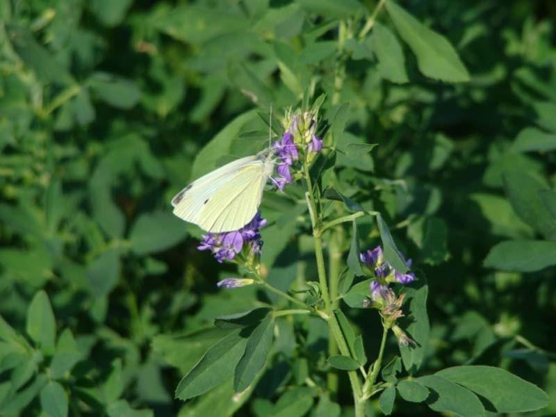 Obr. 21: Bělásek zelný (Pieris brassicae), Svinec, červen 2008 (orig.). Bělásek řepový (Pieris rapae) Zpracováno podle ZAHRADNÍK & SEVERA (1997).