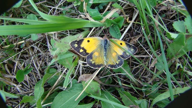 Ţluťásek čilimníkový (Colias crocea) Zpracováno podle ZAHRADNÍK & SEVERA (1997). V některých letech se objevuje hojně, jindy jen ojediněle, neboť je to motýl taţný, který zalétá od jihu k nám.