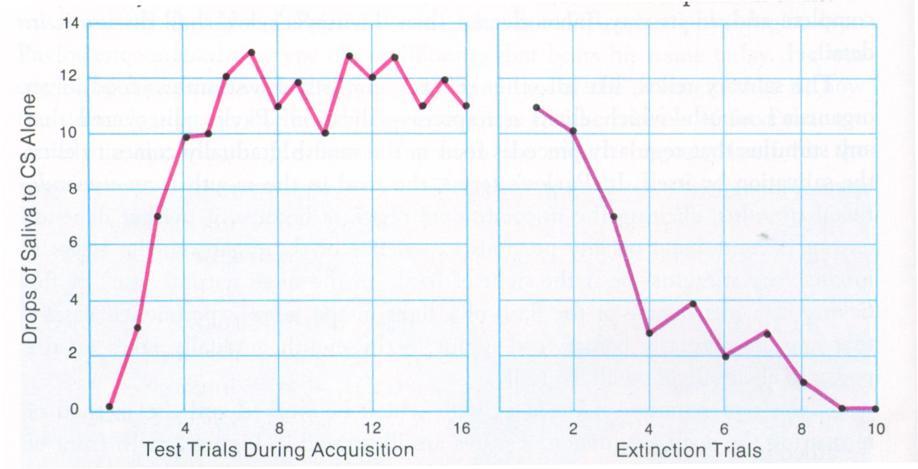 Křivka učení a vyhasínání Vlevo učení se reakce (slinění) na