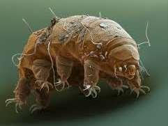 dutina Tardigrada coelomové